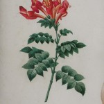 Victorian Flower Art