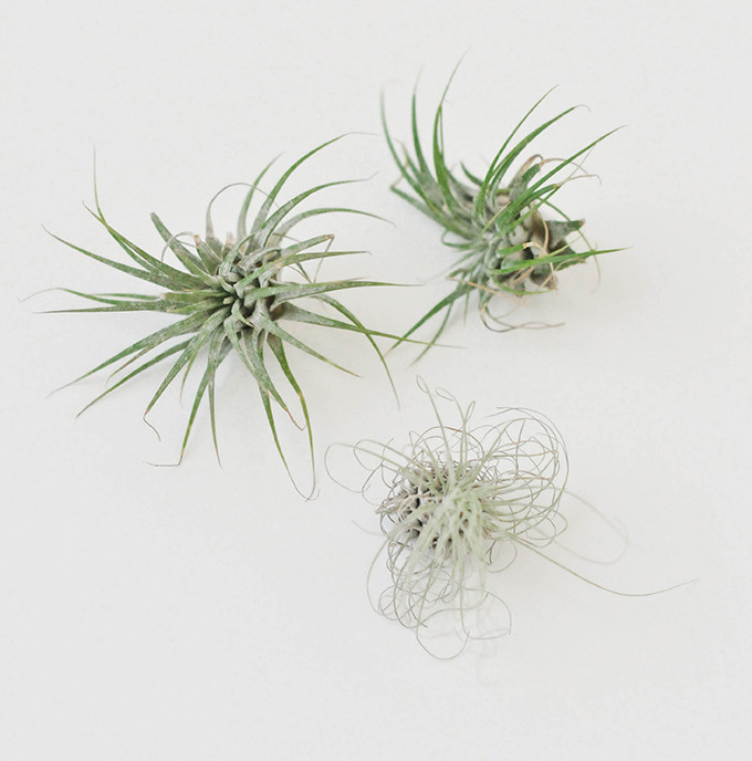 DIY Airplant Magnets
