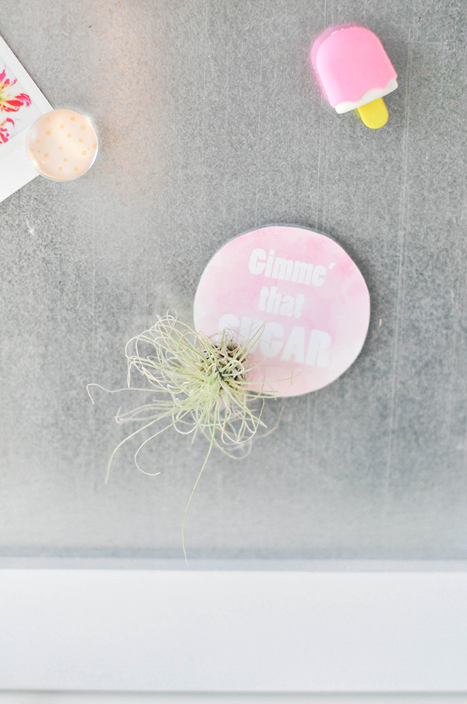 DIY Airplant Magnets