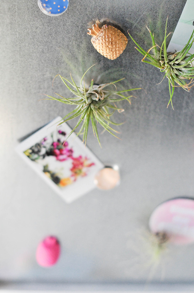DIY Airplant Magnets
