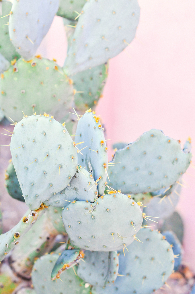 Prickly Pear Cactus Pictures | Download Free Images on Unsplash