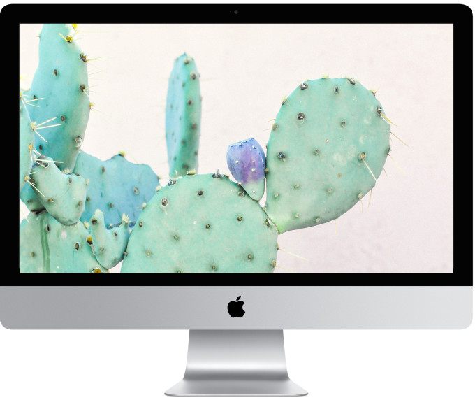 Cactus Wallpaper Download