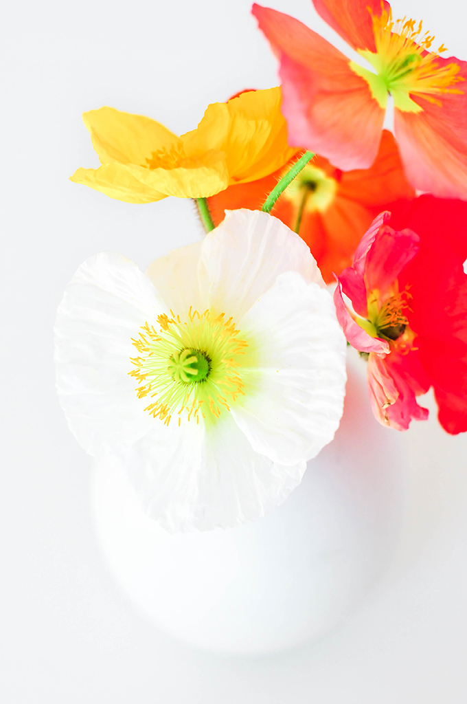 Poppy Wallpaper Download via @theproperblog