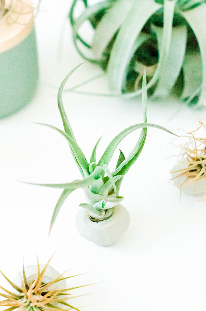 Artificial Air Plant in handmade Concrete Pot with Wood Tray – Ursina's  Deco Shop