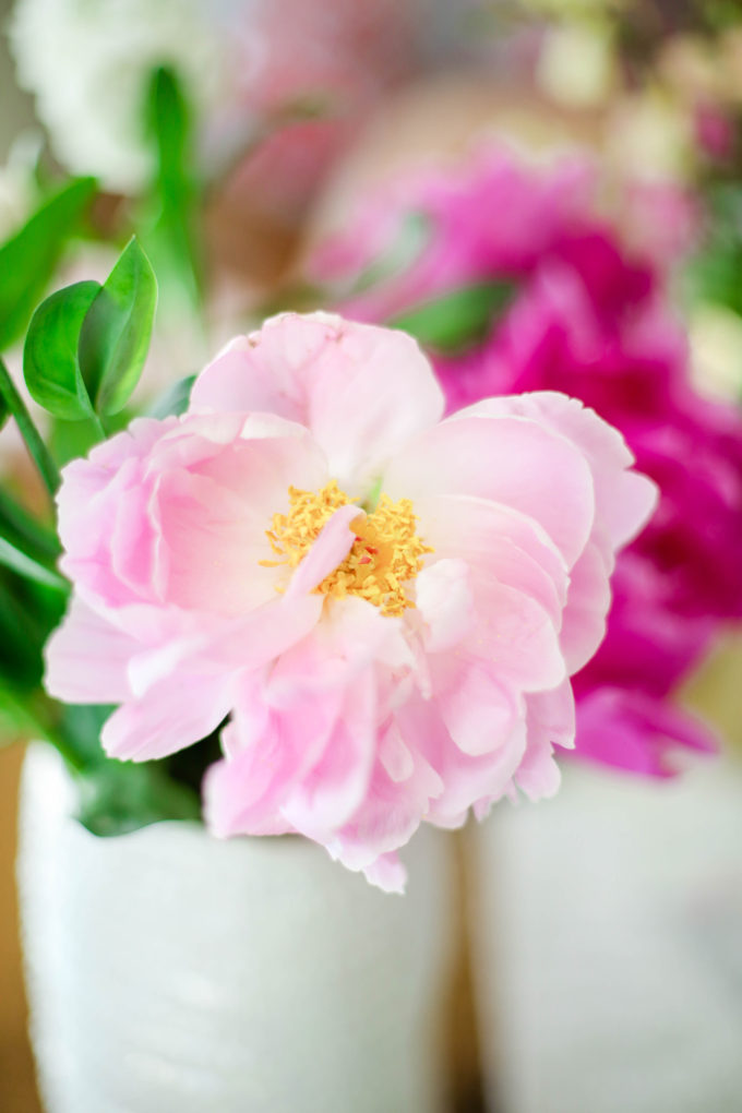 peony by @theproperblog for Nicole's Classes