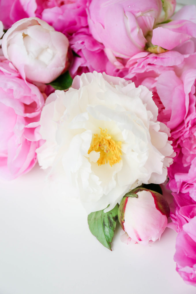 Peonies Wallpaper Download || www.theproperblog.com