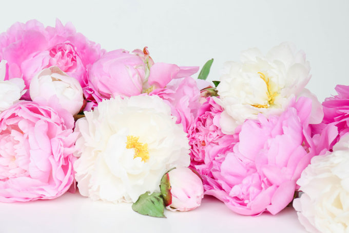 Peonies Wallpaper Download || www.theproperblog.com