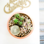 Make It Merry \\ How To Get Your Year-Round Plants Holiday Ready