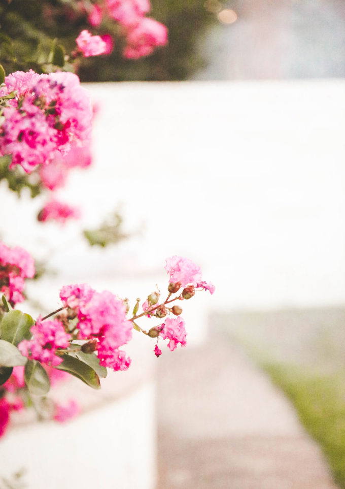 pink flowers against white blurred background