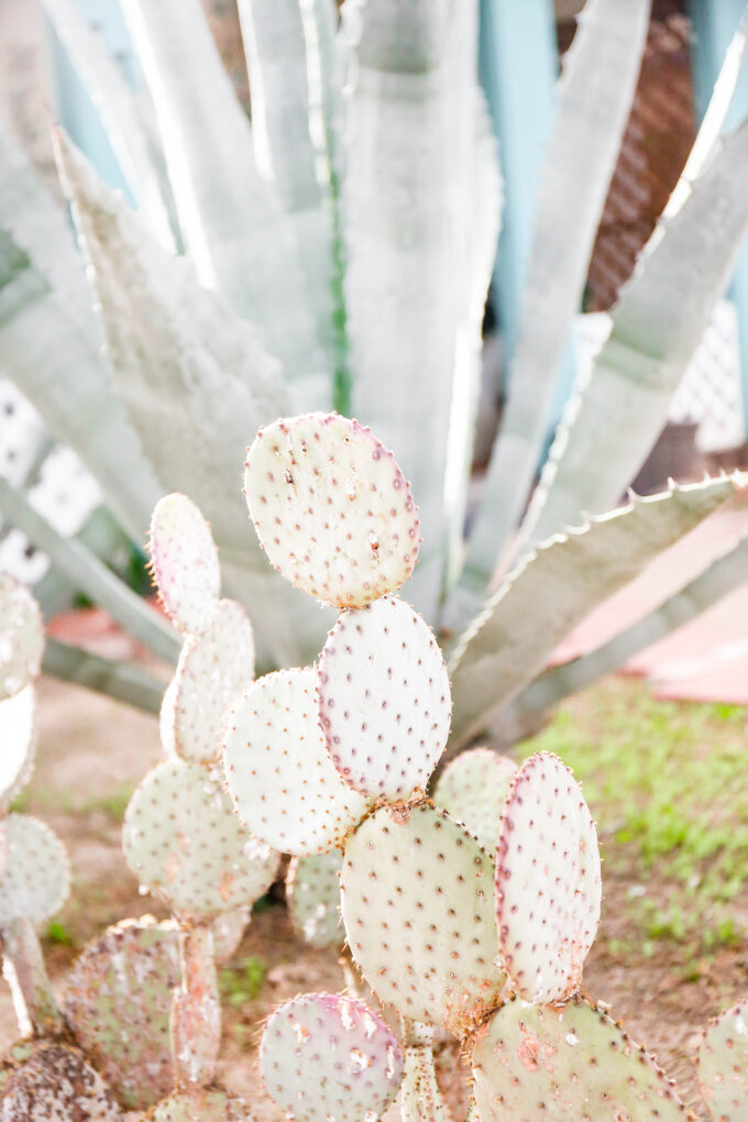 tucson cactus