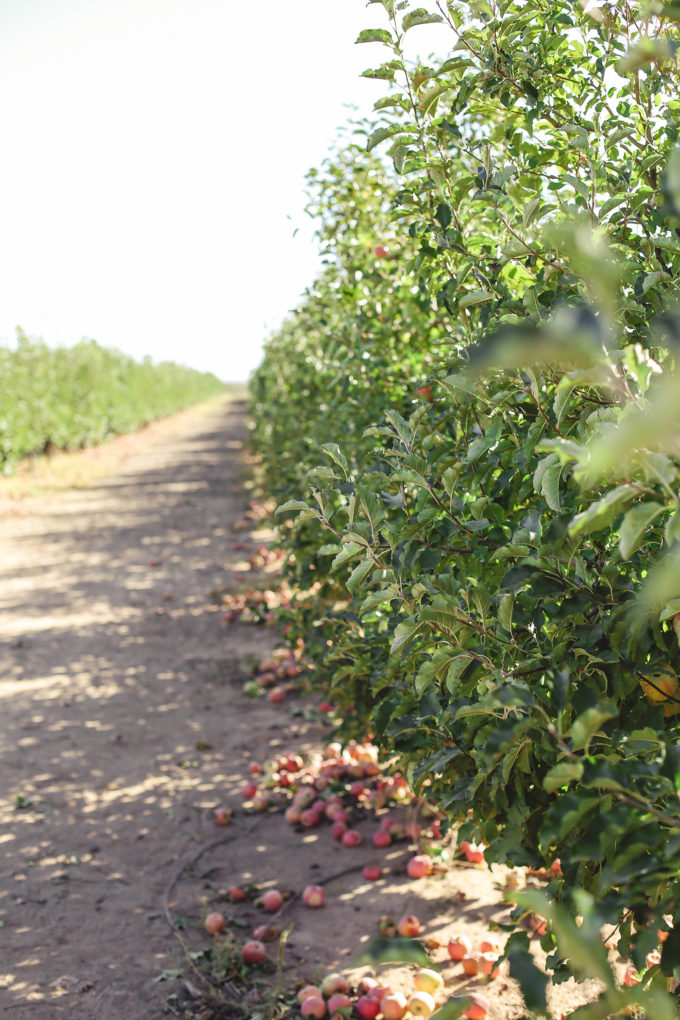 apple orchard 