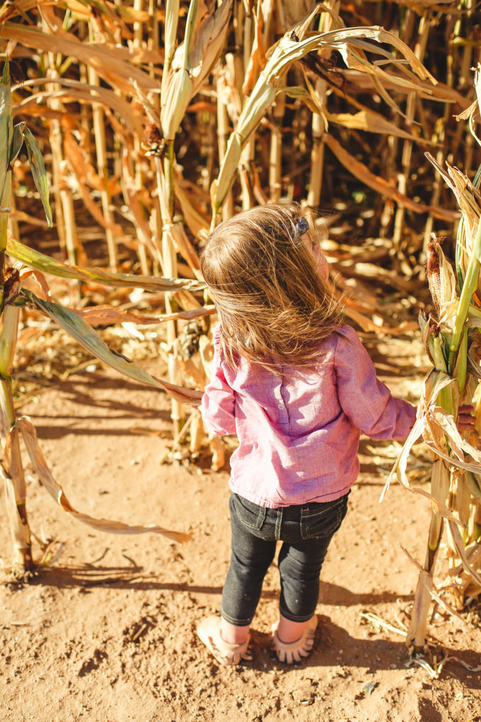 toddler girl in corn field 