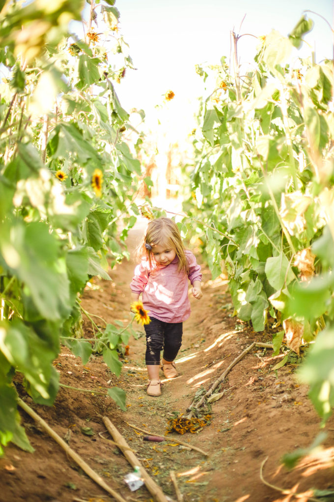 little girl in sunflower field 