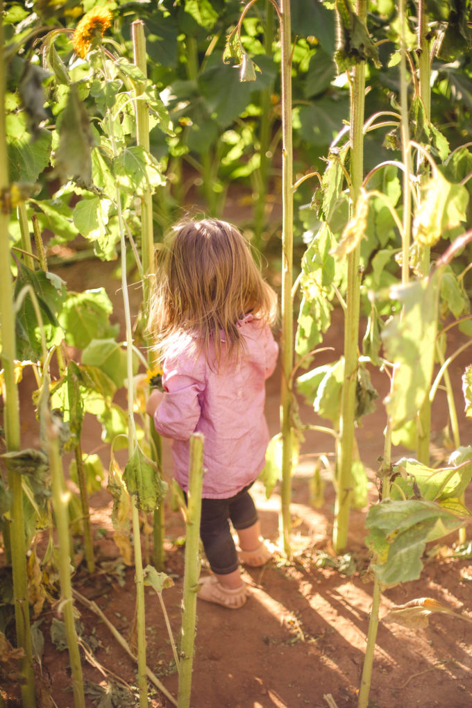 little girl in sunflower field 