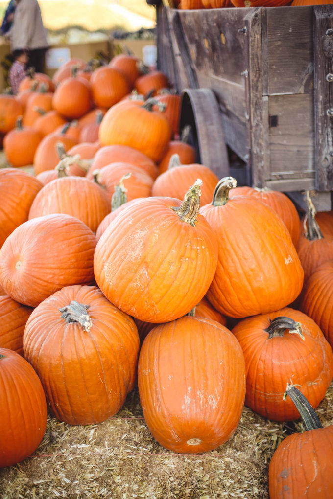 stack of pumpkins 