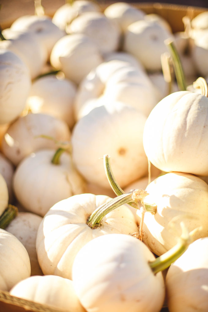 closeup of white pumpkins 