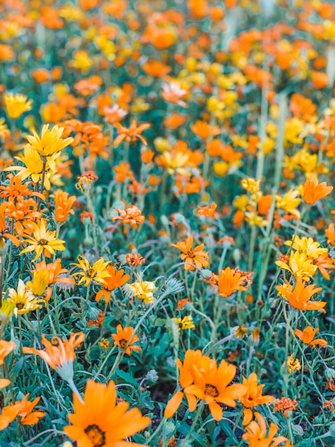 closeup of wildflowers 